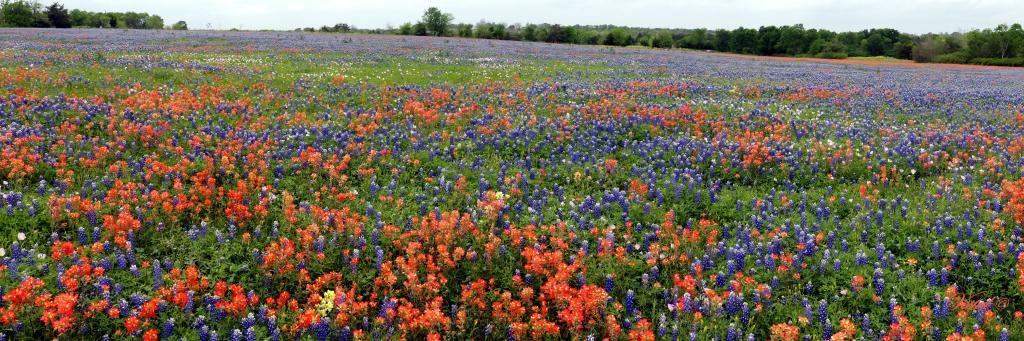 texas-wildflower-field